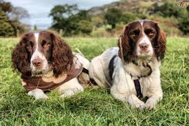 There are over 70 breeds of dog. Canine Tail Docking The Law In The Uk Pets4homes