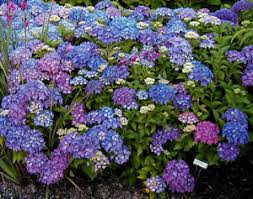 Hydrangeas prefer fairly mild temperatures. Great Plant Picks Unbeatable Plants For The Maritime Northwest Garden