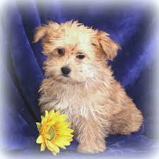 The yorkiechon is a dog that is a mix between a yorkshire terrier and a bichon frise. Yorkiechon Puppies For Sale Adopt Your Puppy Today Infinity Pups