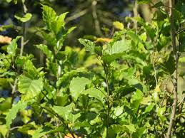 Image result for Allophylus africanus