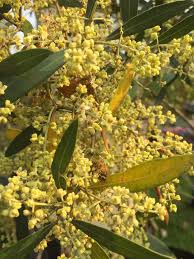 Olea Africana African Olive Wild Olive Indian Olive Trees To Plant Wild Olive Plants
