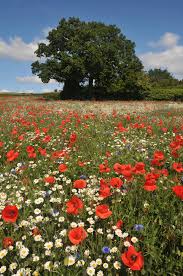 Also, make sure the soil the seeds are planted in is always moist. Ideal For Containers Beds And Borders 2 800 Seeds Per Pack Rhoeas Grow Your Own Poppies From Seed Papaver Flanders Flower Seeds Approx Suttons Poppy Seeds Field Poppy Seeds Garden Outdoors Psp Co Ir