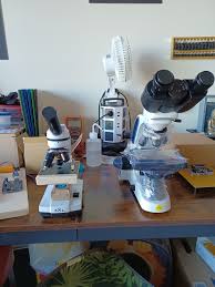 Ciliate Ophryoglena. Thanks very much Jeffrey! A bit flattened.Original  form: Torpedo shape, very fast,and spinning continiously. Splan 20-40x Apo  DIC. Freshwater pond. Toronto On.