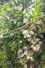 Image result for Asparagus falcatus