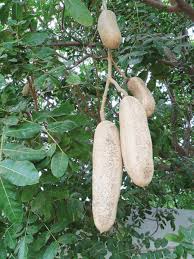 Image result for Kigelia