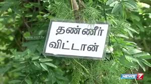 How To Grow Thanneervittan Asparagus Racemosus In Your Terrace Poovali News7 Tamil Youtube