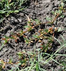 Image result for Glinus hirtus