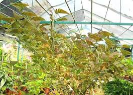 Image result for Fuirena obcordata