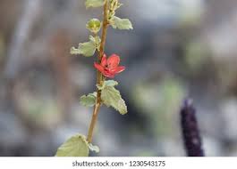 Image result for Hibiscus aponeurus