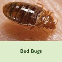 Sleep easy again knowing the bed bugs are gone getting bitten by bed bugs while you sleep is no fun at all. Bed Bugs City Of Detroit
