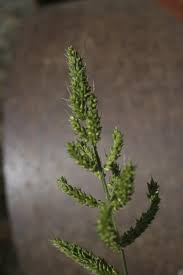 Image result for Echinochloa ugandensis