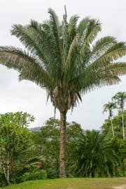 Image result for Raphia rostrata