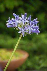 Country Gardener July Blooms Day Doesn T Feel Like Mid Summer Violet Flower Agapanthus Bloom