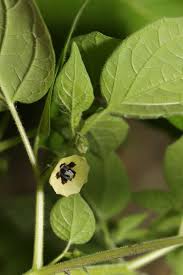 Image result for Physalis pubescens