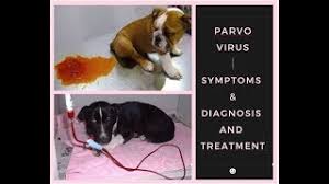 Pet Care Deadly Sickness For Dogs Puppys Parvovirus Symptoms Diagnosis Treatment Bholashola Youtube