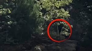 Man records unidentified creature, howl-like sound. Claims its Bigfoot |  Trending