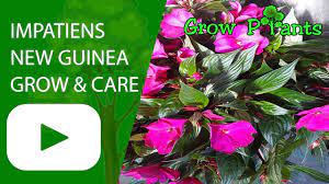 New guinea impatiens are among the easiest flowering plants to grow indoors. Impatiens New Guinea Grow And Care Impatiens Hawkeri Youtube