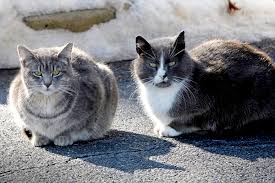 Letting your cat outside when it's cold if you can't go outside in a regular jacket then your cat shouldn't. Follow These Tips To Help Stray And Feral Cats Survive The Cold Catster