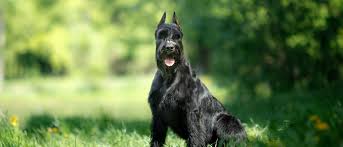 Maybe you would like to learn more about one of these? Giant Schnauzer All About Dogs Orvis
