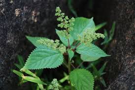 Image result for Laportea alatipes