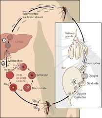 Entamoeba histolytica is an enteric protozoan parasite with worldwide distribution. Malaria New Vaccines For Old Cell