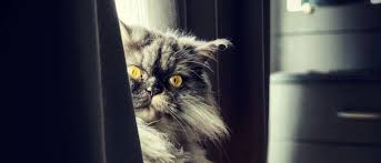 Pet Friendly Renting All You Need To Know About Renting And Pets Anika Legal