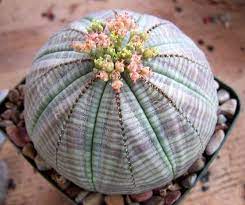 Is the rarest cactus species. 7 Most Unique Rare Plants In The World Did You Know Plants Unusual Plants Succulent Seeds