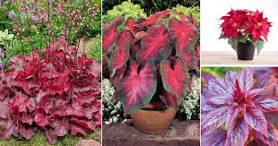 But it does just as well hanging, and it makes a fantastic house plant too. 15 Gorgeous Plants With Red Leaves In India India Gardening