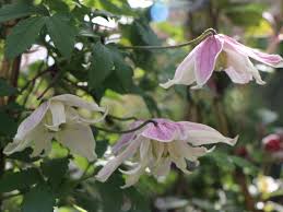 Prefers a sheltered site and can easily tolerate partial shade. Clematis Rosy O Grady Clematis Macropetala Rosy O Grady Baumschule Horstmann