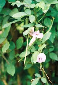 Image result for Centrosema pubescens