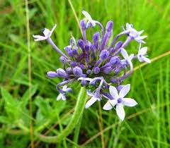 Image result for Pentanisia prunelloides