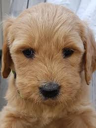 Dreamdoodles beautiful mini goldendoodles have proven to be wonderful family pets! 8 Stunning F1 Goldendoodle Puppies Poodle Stud Ontario Facebook