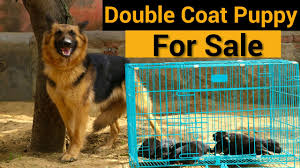 Discounts up to 70% off for all products! German Shepherd Double Coat Puppy For Sale Online Shopping
