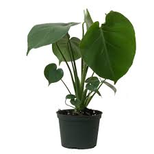 Unbranded Monstera Deliciosa Live Swiss Cheese House Plant In 6 In Grower Pot 12 In 18 In Tall 26844 The Home Depot Cheese Plant Plants Monstera Deliciosa