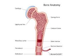With age, more and more of it is converted to the yellow type. The Skeletal System Functions Of The Skeletal System