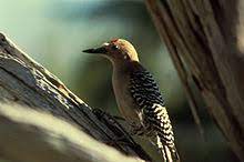 Here's the short answer for how often to water a cactus: Gila Woodpecker Wikipedia