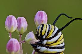 Monarch Butterfly Caterpillar Eating Milkweed Flowers Milkweed Flower Monarch Caterpillar Monarch Butterfly