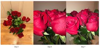 Join the 488 people who've already reviewed ftd flowers. Tested 4 Of The Most Popular Flower Delivery Services Mental Floss
