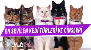 en sevimli kedi turleri ve kedi cinsleri en tatli kedi turleri ve ozellikleri