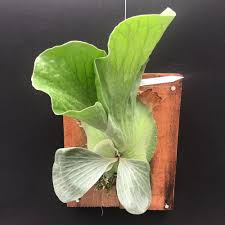 Image result for Platycerium elephantotis