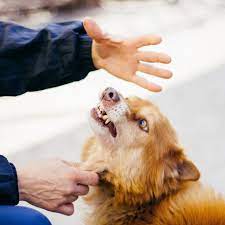 Reasons Why Dogs Bite And How To Stop It