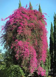 Shop our vast selection of products and best online deals. Dark Pink Flower Tree Amazing Nature Of California Photograph By Sofia Metal Queen