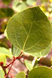 Image result for Salicaceae