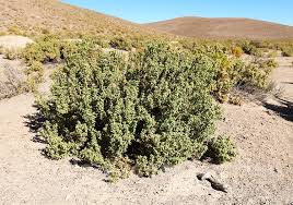 Image result for Oreophyton