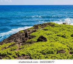 Image result for Kuloa