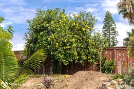 Image result for Cordia