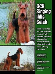 If you are looking for puppies for sale or a particular stud dog in your. Singing Hills Kennel Home Facebook