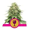 These exceptional marijuana strains are conserved in the sensi gene bank, a unique repository based on cannabis seeds from around the world. 3