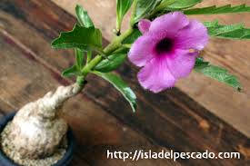 Image result for Pterodiscus aurantiacus