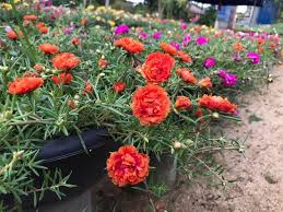 Bunga kembang petang, bunga pukul sepuluh, moss rose 5. Bunga Ros Jepun Bunga Ros Jepun Dan Baja Bunga Organic Facebook